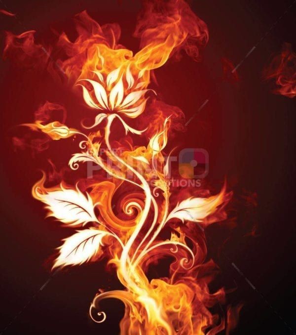 Beautiful Fire Rose Dishwasher Sticker