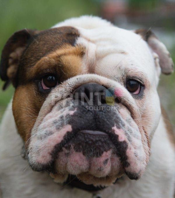 Cute Bulldog Face Dishwasher Sticker