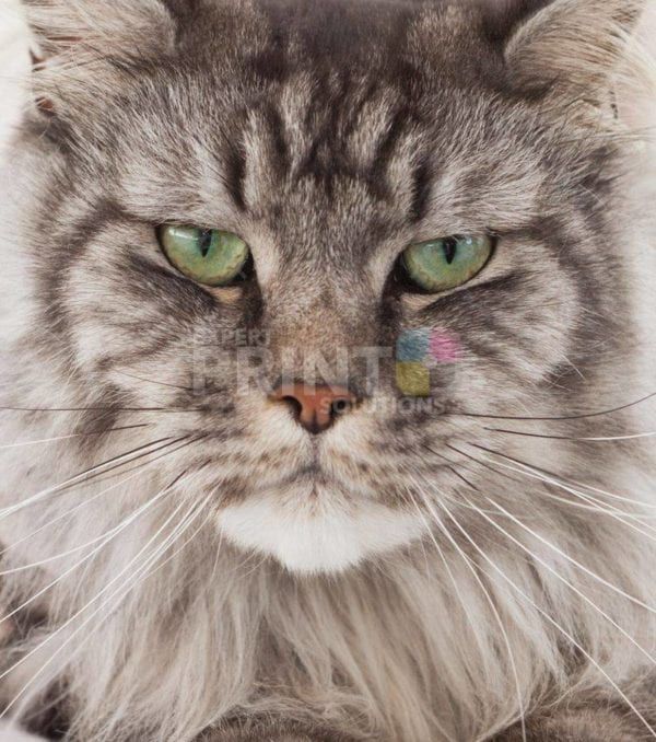 Grumpy Cat Face Dishwasher Sticker