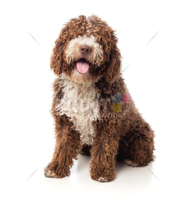 Cute Big Brown Puppy Dishwasher Sticker