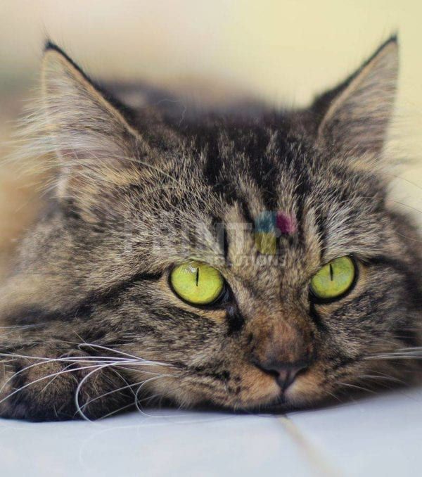 Kitten with Yellow Eyes Dishwasher Sticker