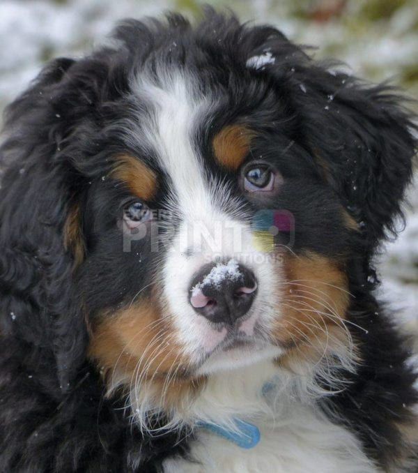 Bernese Mountain Puppy Dishwasher Sticker