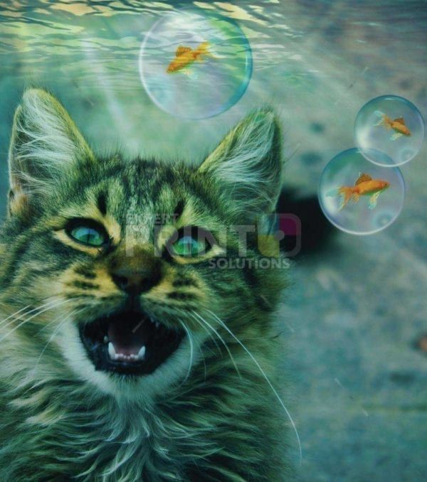 Cat and Fish Dishwasher Sticker