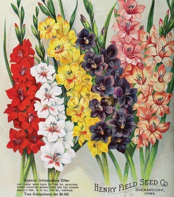 Vintage Retro Flower Seed Label #18 Garden Flag