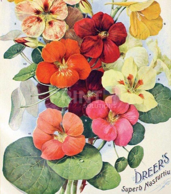 Vintage Retro Flower Seed Label #20 Garden Flag