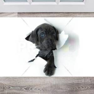 Blue Eyed Puppy Floor Sticker
